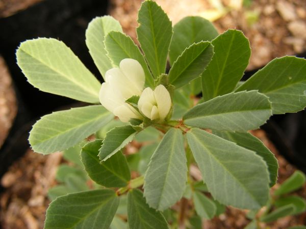 3. ビタミンCを十分に摂取する