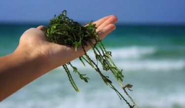 海藻パワーをヘアケアに活かす方法